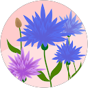 Aylin AA profile picture